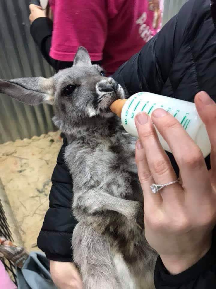 Baby kangaroo joey at Debbie Dolittle's